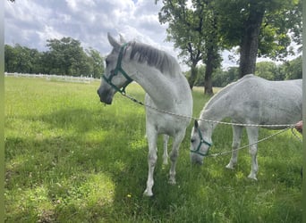 Lipizzaner, Gelding, 11 years, 15,2 hh, White