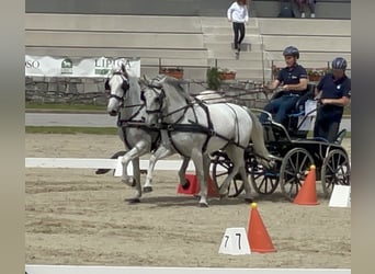 Lipizzaner, Gelding, 11 years, 15,2 hh, White