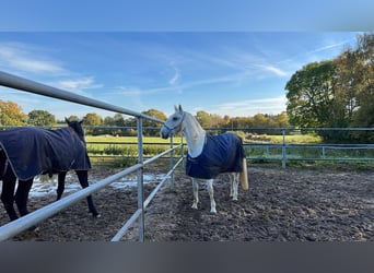 Lipizzaner, Gelding, 11 years, 16.1 hh, White