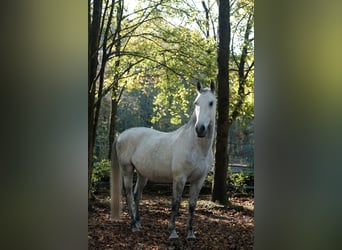 Lipizzaner, Gelding, 12 years, 15,2 hh, Gray