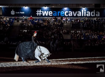 Lipizzaner, Gelding, 12 years, 15.2 hh, Grey