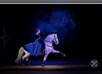 Lipizzaner, Gelding, 12 years, 15.2 hh, Grey Lipizzaner, Gelding, 12 years, 15.2 hh, Grey