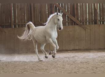 Lipizzaner, Gelding, 12 years, 15 hh, Gray