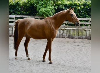 Lipizzaner Mix, Gelding, 13 years, 14.3 hh, Chestnut-Red