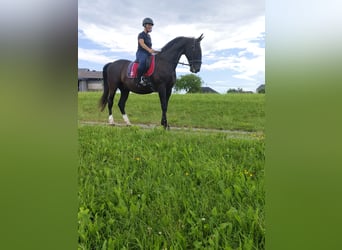 Lipizzaner, Gelding, 13 years, 15.2 hh, Black Lipizzaner, Gelding, 13 years, 15.2 hh, Black