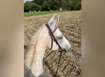 Lipizzaner Mix, Gelding, 13 years, 15,1 hh, Grey