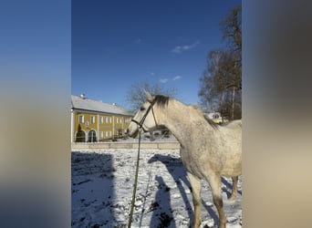 Lipizzaner, Gelding, 14 years, 15.3 hh, Grey