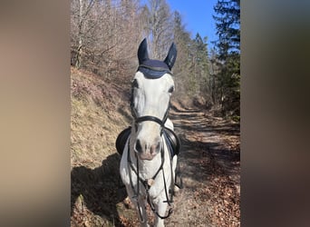 Lipizzaner, Gelding, 14 years, 15 hh, Gray