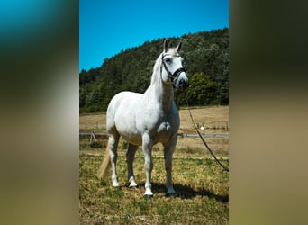 Lipizzaner Mix, Gelding, 14 years, 16 hh, Grey