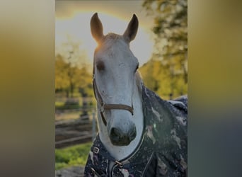 Lipizzaner, Gelding, 14 years, 16,2 hh, Grey