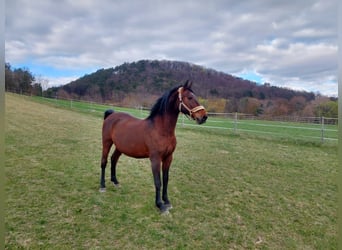 Lipizzaner, Gelding, 16 years, 16 hh, Brown