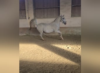 Lipizzaner, Gelding, 17 years, 16 hh, Gray