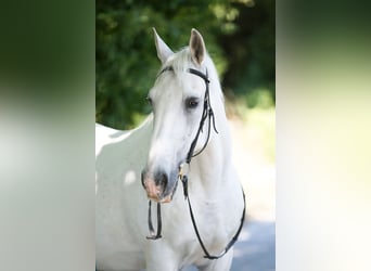 Lipizzaner, Gelding, 23 years, 14,2 hh, Gray