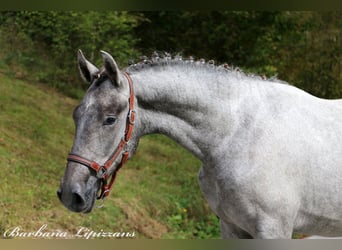 Lipizzaner, Wallach, 2 Jahre, 15,1 hh, Schimmel