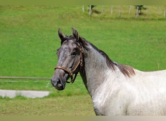 Lipizzaner, Wallach, 2 Jahre, 15,1 hh, Schimmel