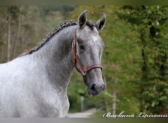 Lipizzaner, Wallach, 2 Jahre, 15,1 hh, Schimmel