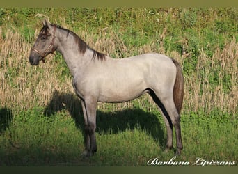 Lipizzaner, Wallach, 2 Jahre, 15,1 hh, Schimmel