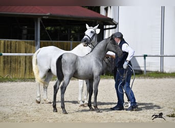 Lipizzaner, Wallach, 2 Jahre, 15,1 hh, Schimmel