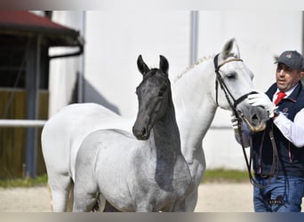 Lipizzaner, Wallach, 2 Jahre, 15,1 hh, Schimmel