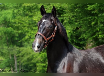 Lipizzaner, Wallach, 2 Jahre, 15,1 hh, Schimmel