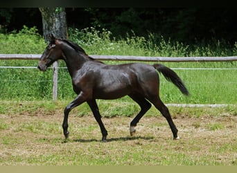 Lipizzaner, Wallach, 2 Jahre, 15,1 hh, Schimmel