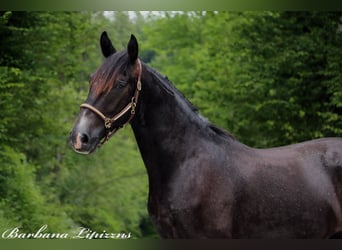 Lipizzaner, Wallach, 2 Jahre, 15,1 hh, Schimmel