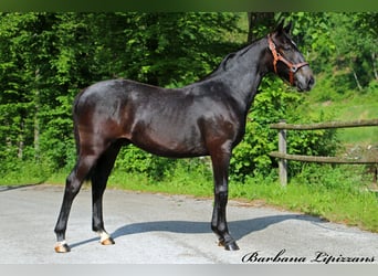 Lipizzaner, Wallach, 2 Jahre, 15,1 hh, Schimmel