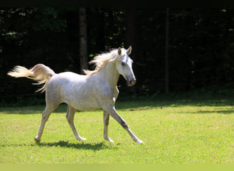 Lipizzaner, Wallach, 2 Jahre, 15,2 hh, Schimmel