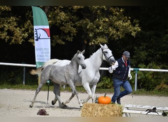 Lipizzaner, Wallach, 2 Jahre, 15,2 hh, Schimmel