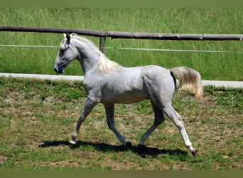 Lipizzaner, Wallach, 2 Jahre, 15,2 hh, Schimmel