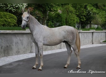 Lipizzaner, Wallach, 2 Jahre, 15,2 hh, Schimmel