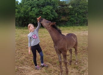 Lipizzaner, Gelding, 2 years, 15 hh, Black