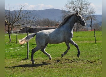 Lipizzaner, Gelding, 2 years, 15,2 hh, Gray