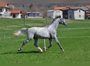 Lipizzaner, Gelding, 2 years, 15,2 hh, Gray