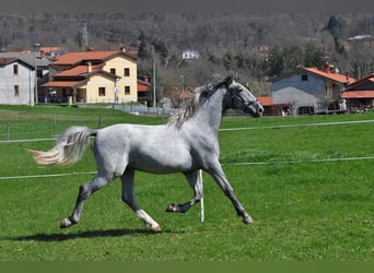 Lipizzaner, Gelding, 2 years, 15,2 hh, Gray