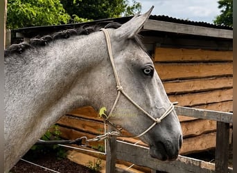 Lipizzaner, Gelding, 3 years, 14.2 hh, Grey