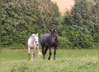 Lipizzaner, Gelding, 3 years, 15.1 hh, Black