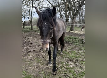Lipizzaner, Gelding, 3 years, 15.1 hh, Brown Falb mold