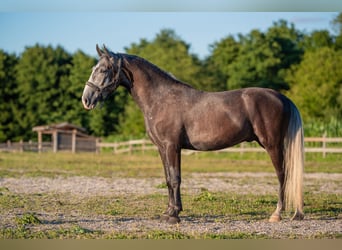 Lipizzaner, Wallach, 3 Jahre, 15,2 hh, Rappschimmel