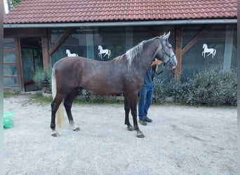 Lipizzaner, Wallach, 3 Jahre, 15,2 hh, Rappschimmel