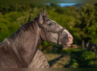 Lipizzaner, Wallach, 3 Jahre, 15,2 hh, Rappschimmel