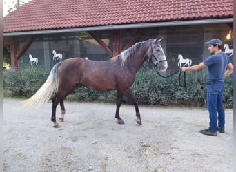 Lipizzaner, Wallach, 3 Jahre, 15,2 hh, Rappschimmel