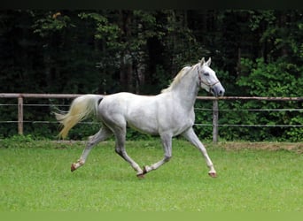 Lipizzaner, Gelding, 3 years, 15.2 hh, Gray