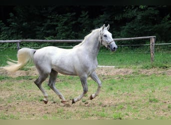 Lipizzaner, Gelding, 3 years, 15.2 hh, Gray