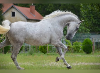 Lipizzaner, Gelding, 3 years, 15,1 hh, Grey