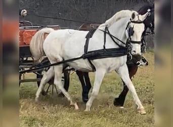 Lipizzaner, Gelding, 3 years, White