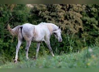 Lipizzaner, Gelding, 4 years, 14,1 hh, Gray