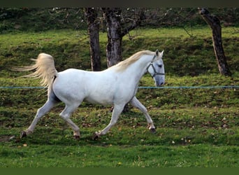 Lipizzaner, Gelding, 4 years, 15.1 hh, Grey