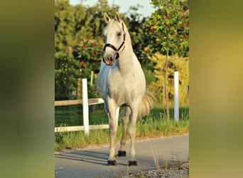 Lipizzaner, Gelding, 4 years, 15.2 hh, Gray