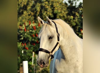 Lipizzaner, Gelding, 4 years, 15.2 hh, Gray